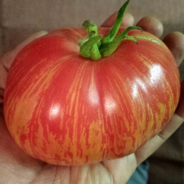 240+ Vintage Wine Striped Tomato Seeds – Beefsteak – Heirloom – HUGE 1 LB – RARE