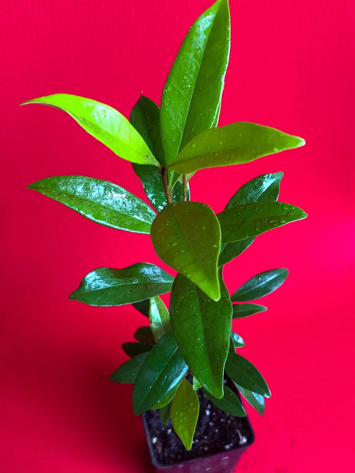 Eugenia Luschnathiana PITOMBA Potted PLANT Fruit Starter Pot Tree 5″-10″