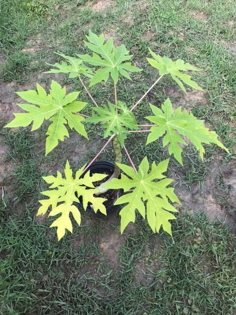 26-30″ Tall Papaya Plant