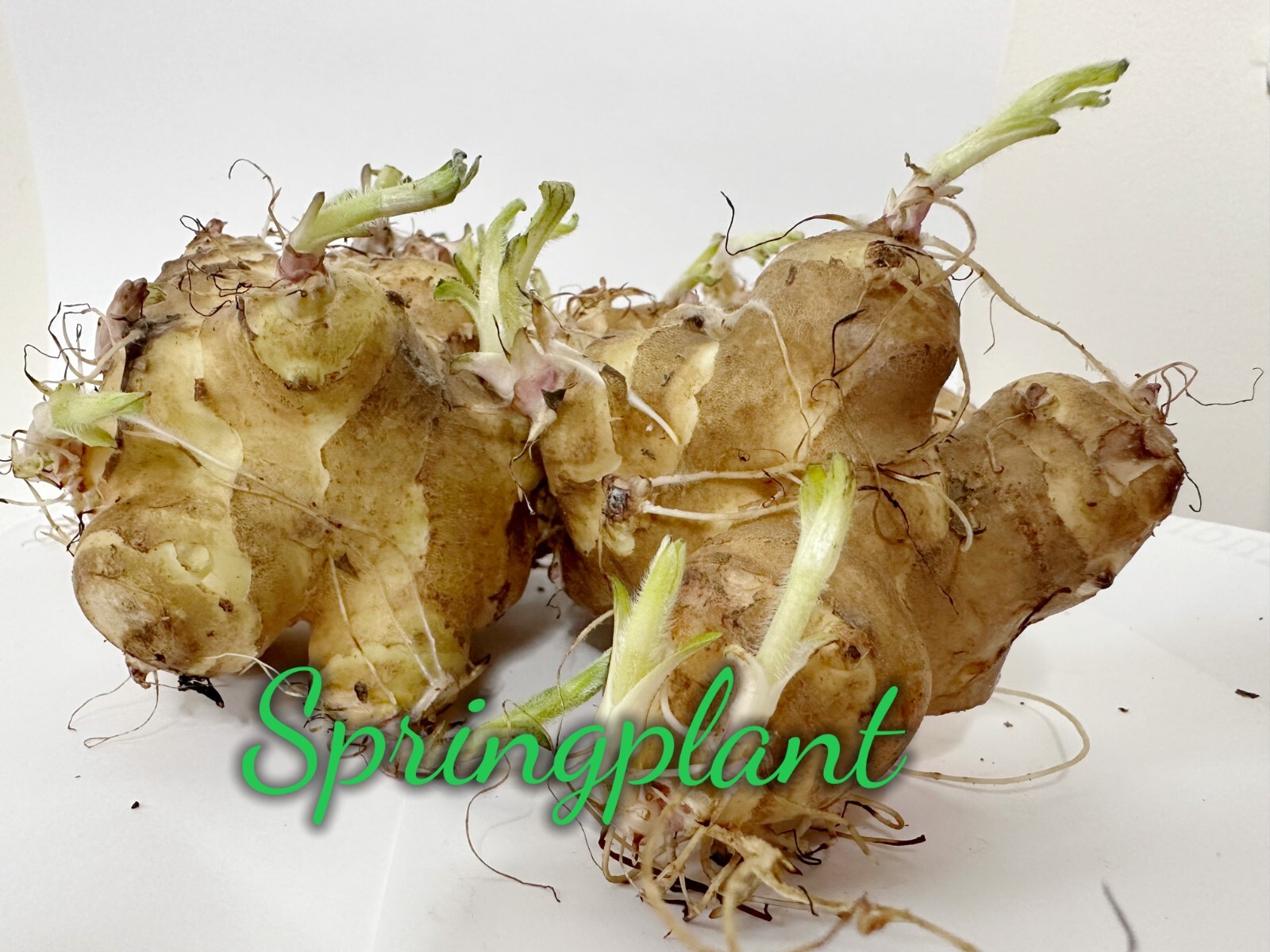 Sprouting Jerusalem Artichoke/Sunchoke – Individual Tubers For Planting
