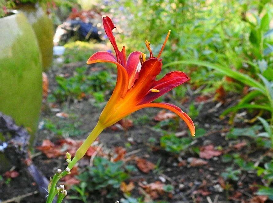 3 Red Daylily Plant Roots Perennial Easy To Grow Drought Tolerant