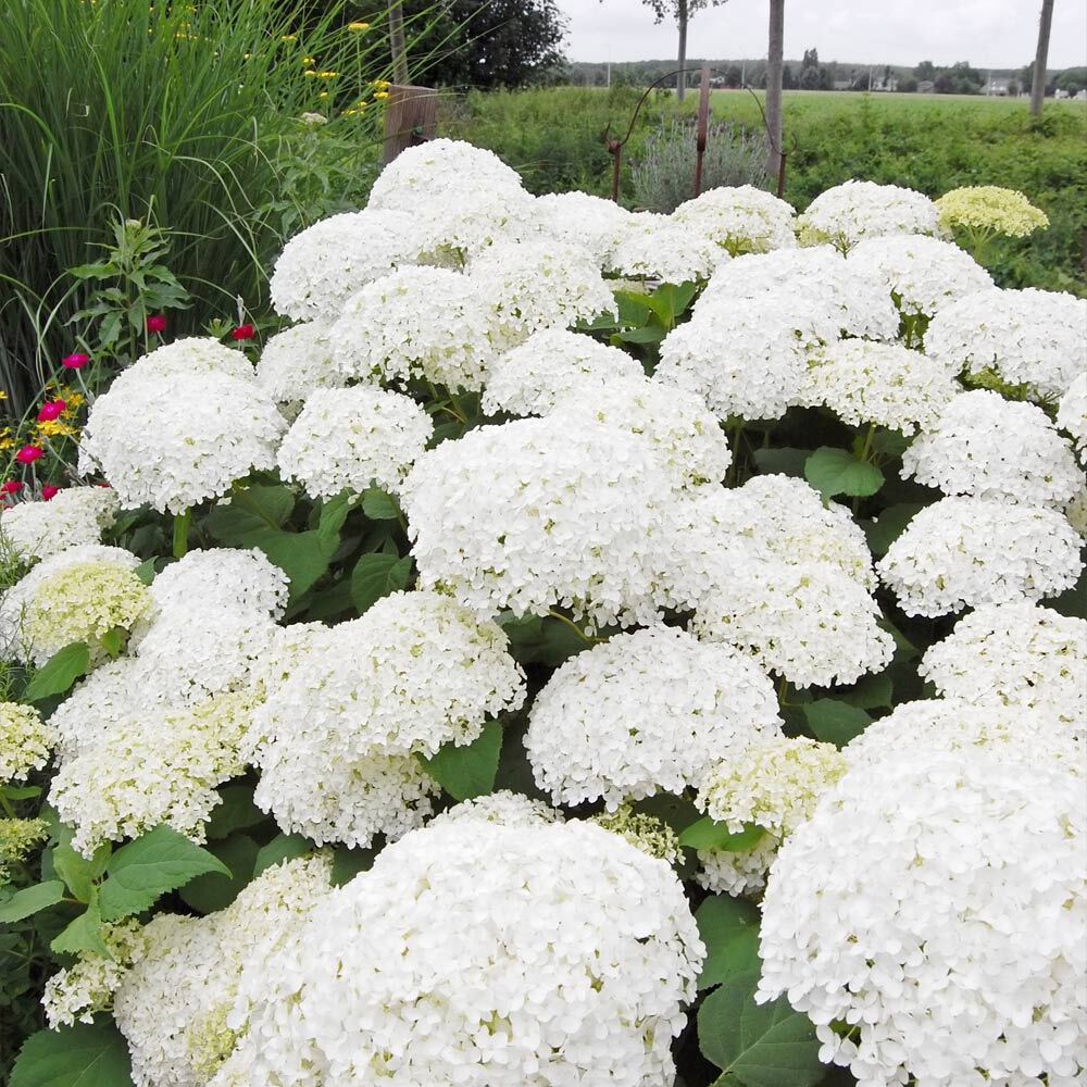 Annabelle Hydrangea Live Shrub Well Rooted Plant Flowering Outdoor 1 Gallon Pot