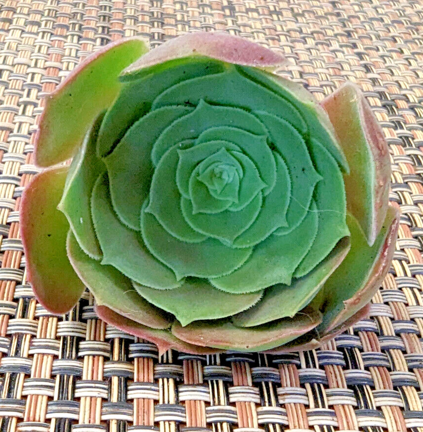 QUARTET (= A SET OF 4 DIFFERENT) AEONIUM CUTTINGS – 2″ (= 5 CM) DIAMETER