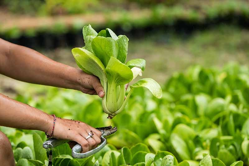 Green Stem Shanghai Bok Choy Seeds |USA Pok Choi Cabbage Chinese Asian Seed 2024