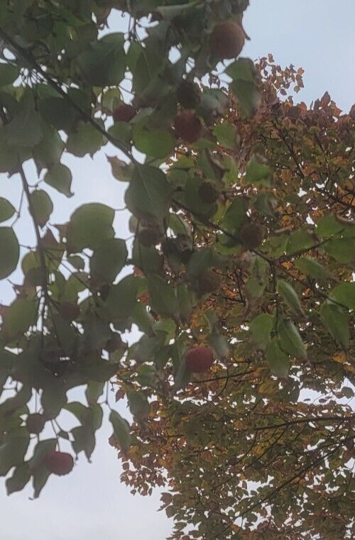 5 SEEDS Golfball Sized Fruit KOUSA DOGWOOD TREE With XL Jumbo 1.5 – 2 inch Fruit
