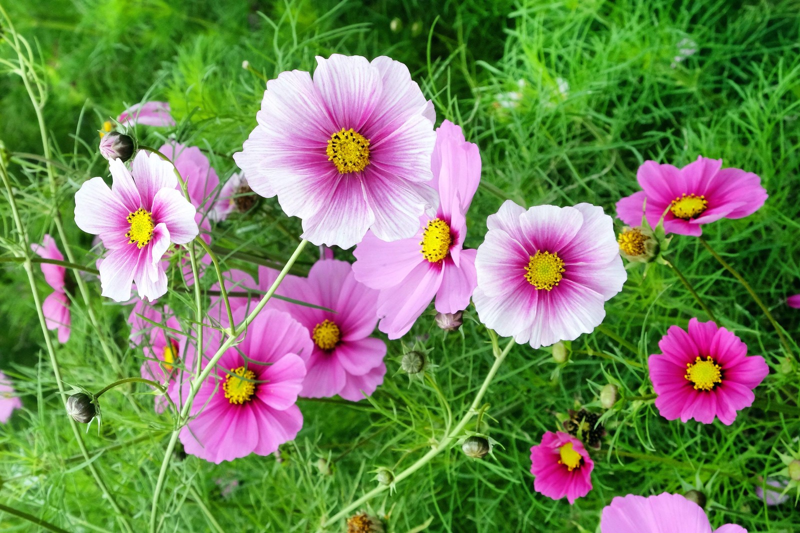 150 DAYDREAM COSMOS Bipinnatus Flower Seeds