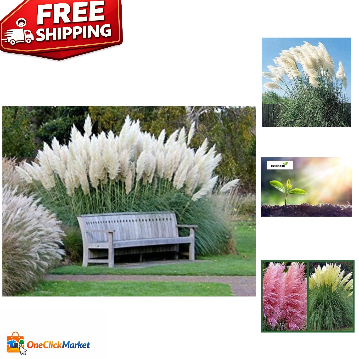Giant Pampas Grass Seeds – 1,000 Count for Elegant Landscapes – Ships from Iowa