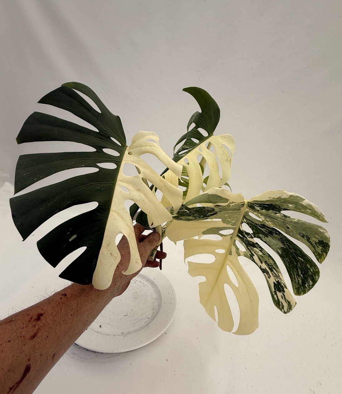 Monstera Albo top cutting EBAY-2607-002