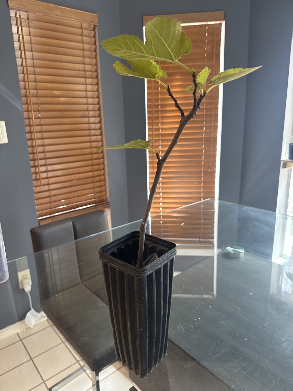 The God Father Fig Tree 🌲