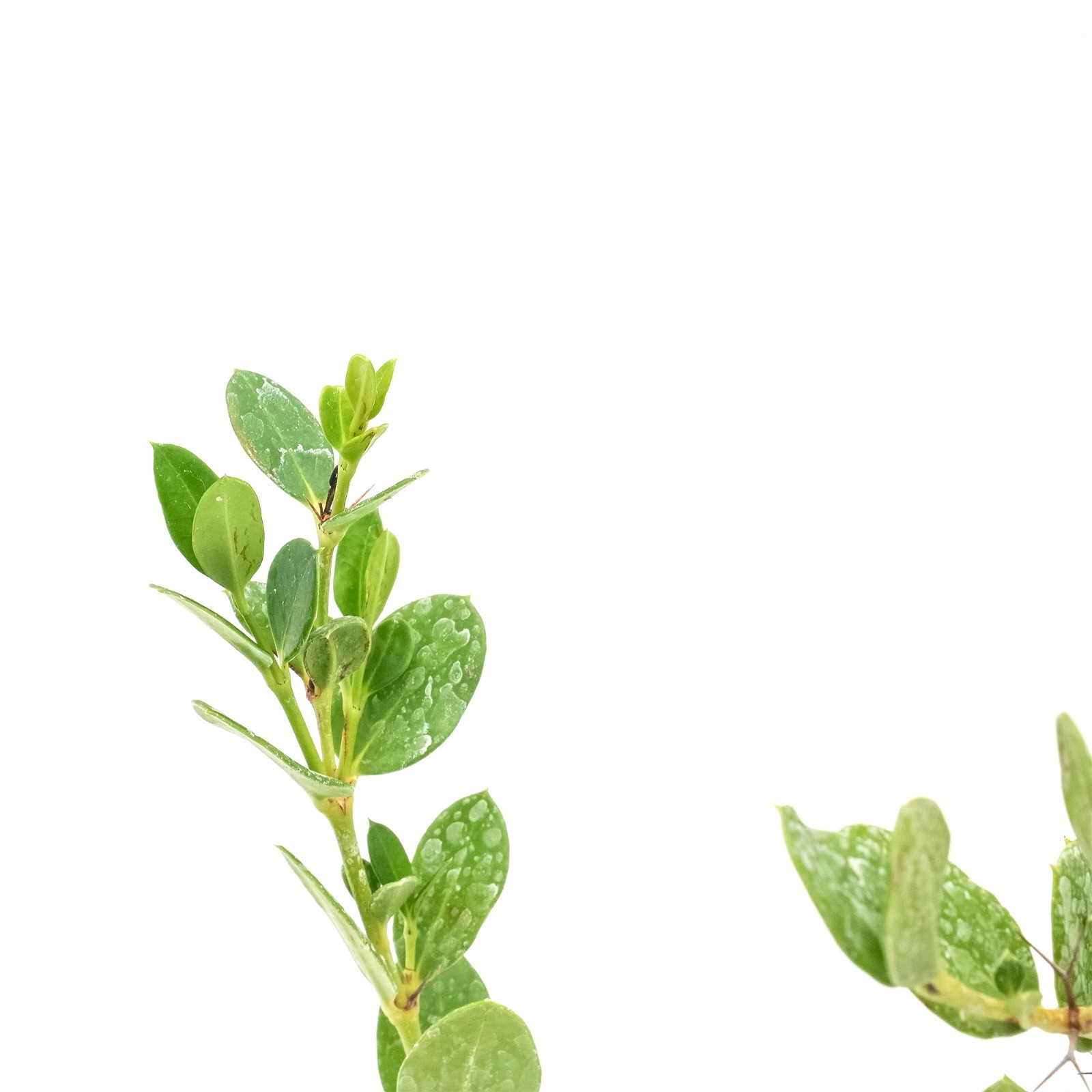 Green Carpet Natal Plum in 3.5″ Nursery Cubes | Carissa ‘Green Carpet’ Plants