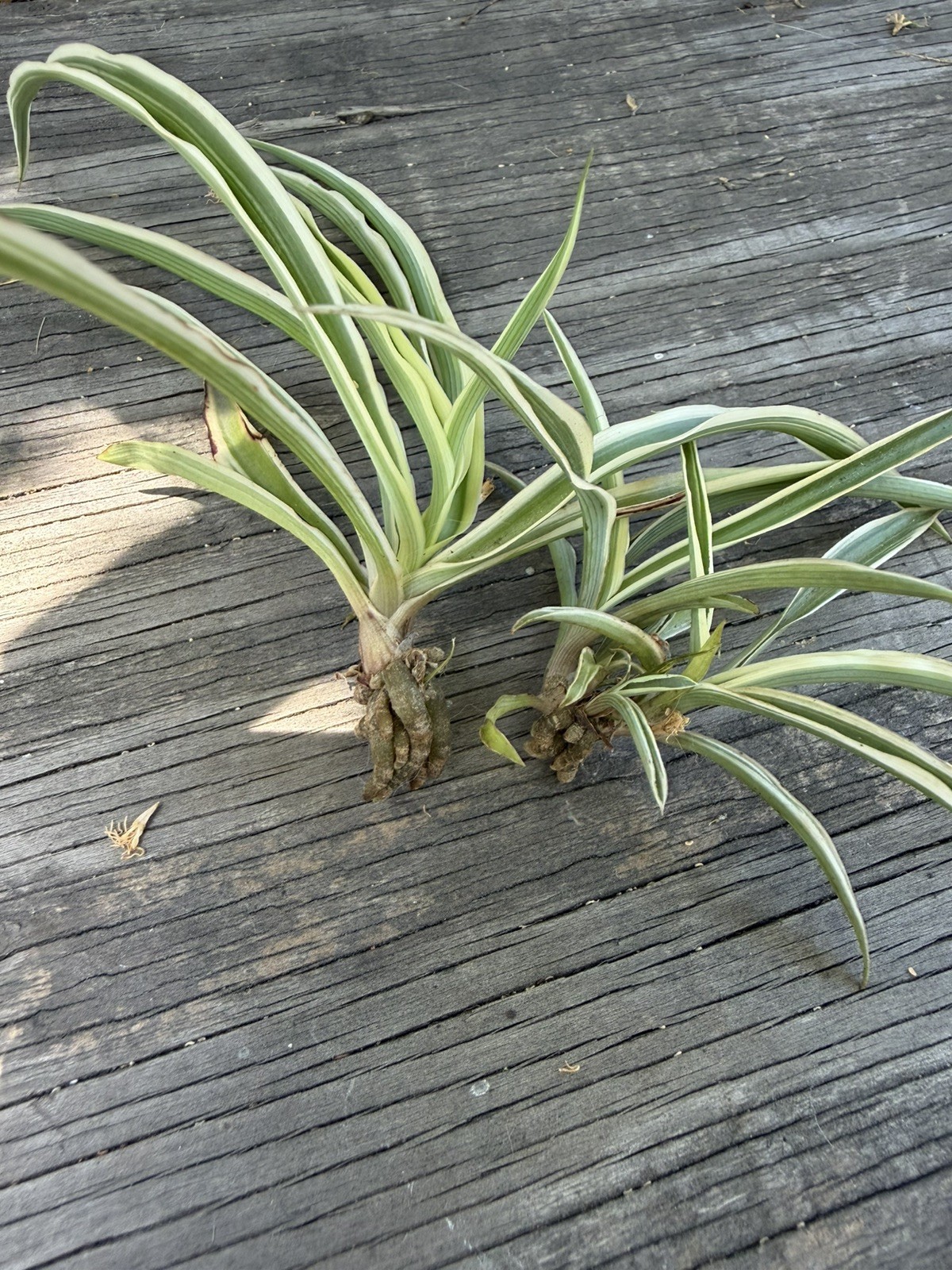 Small Spider Plant Babies – 2 pc set – Fresh LIVE With Roots Ready to plant