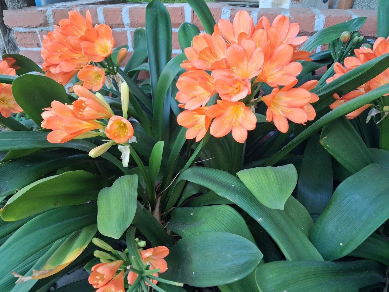 Clivia orange – Bush Lily – Clivia Miniata – Seasonal Flowers, Evergreen Plant