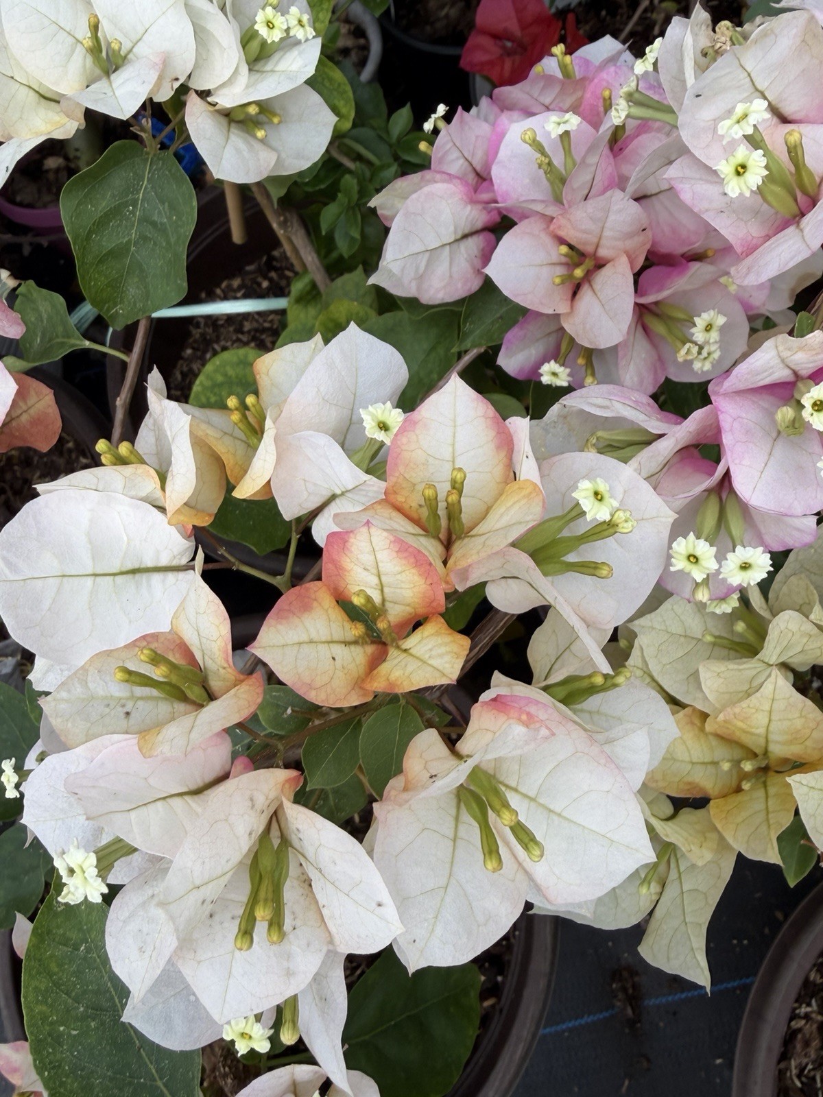 Chitra Ice live rare bougainvillea plants for sale.