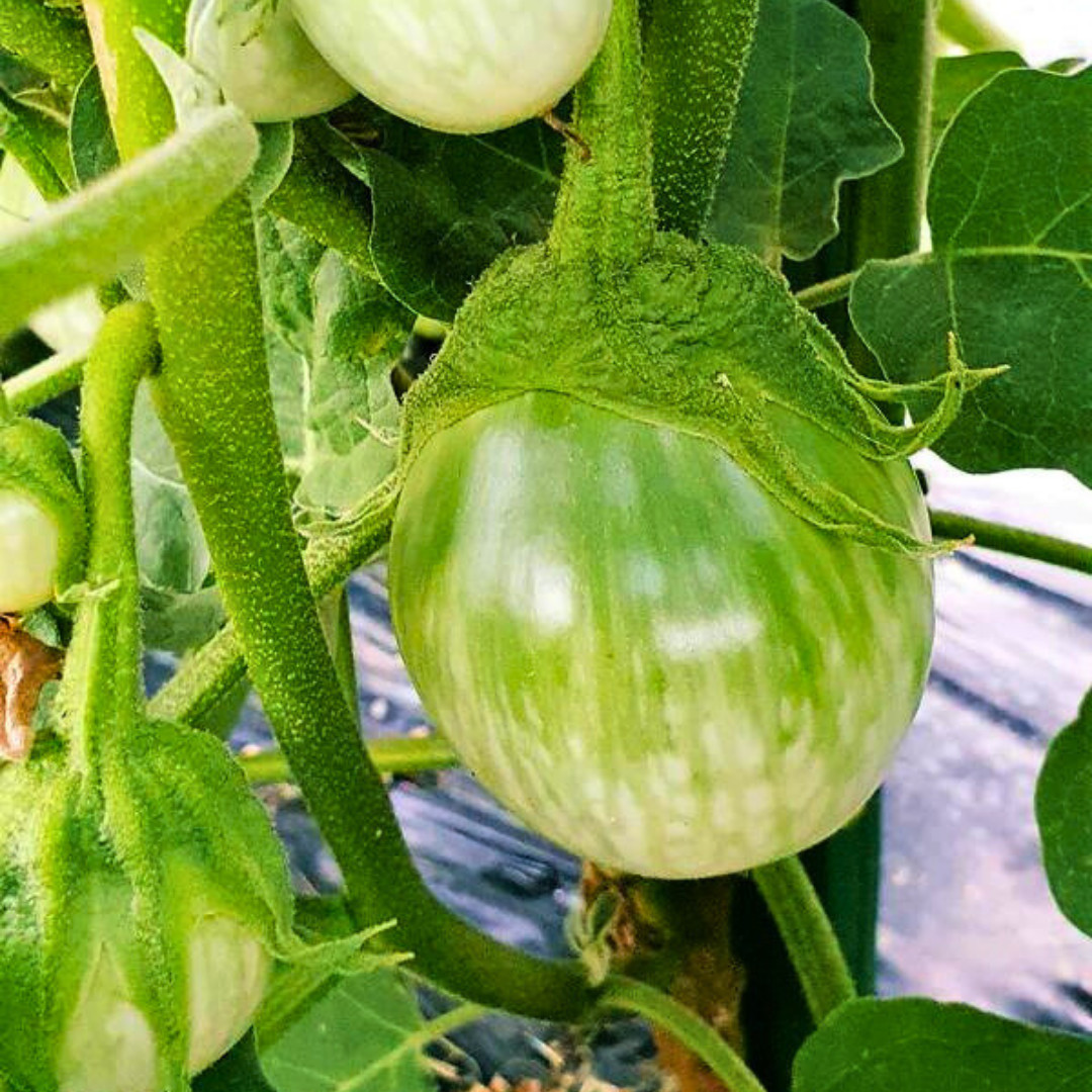 Fresh Thai Eggplant Seeds | Ngai Gwa | Heirloom Non-GMO | Asian Vegetable Seeds