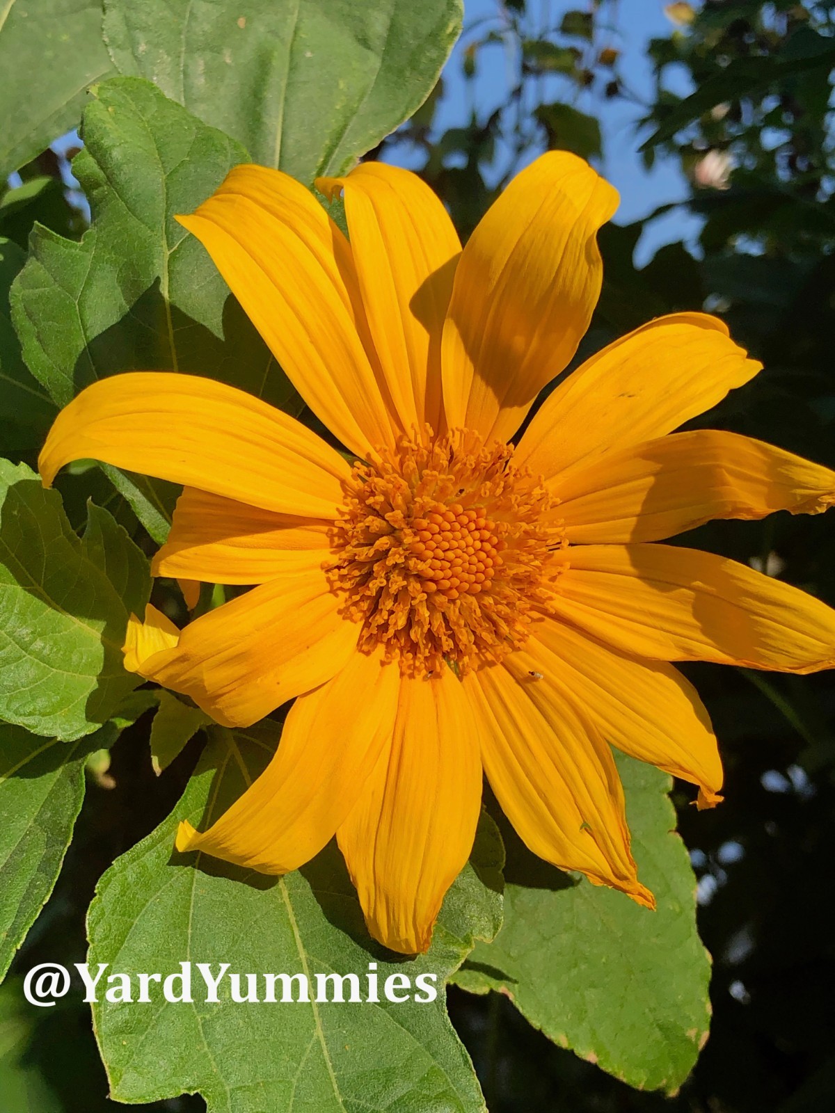 Mexican Sunflower Cuttings (Unrooted) Yellow Flower- Permaculture Chop & Drop
