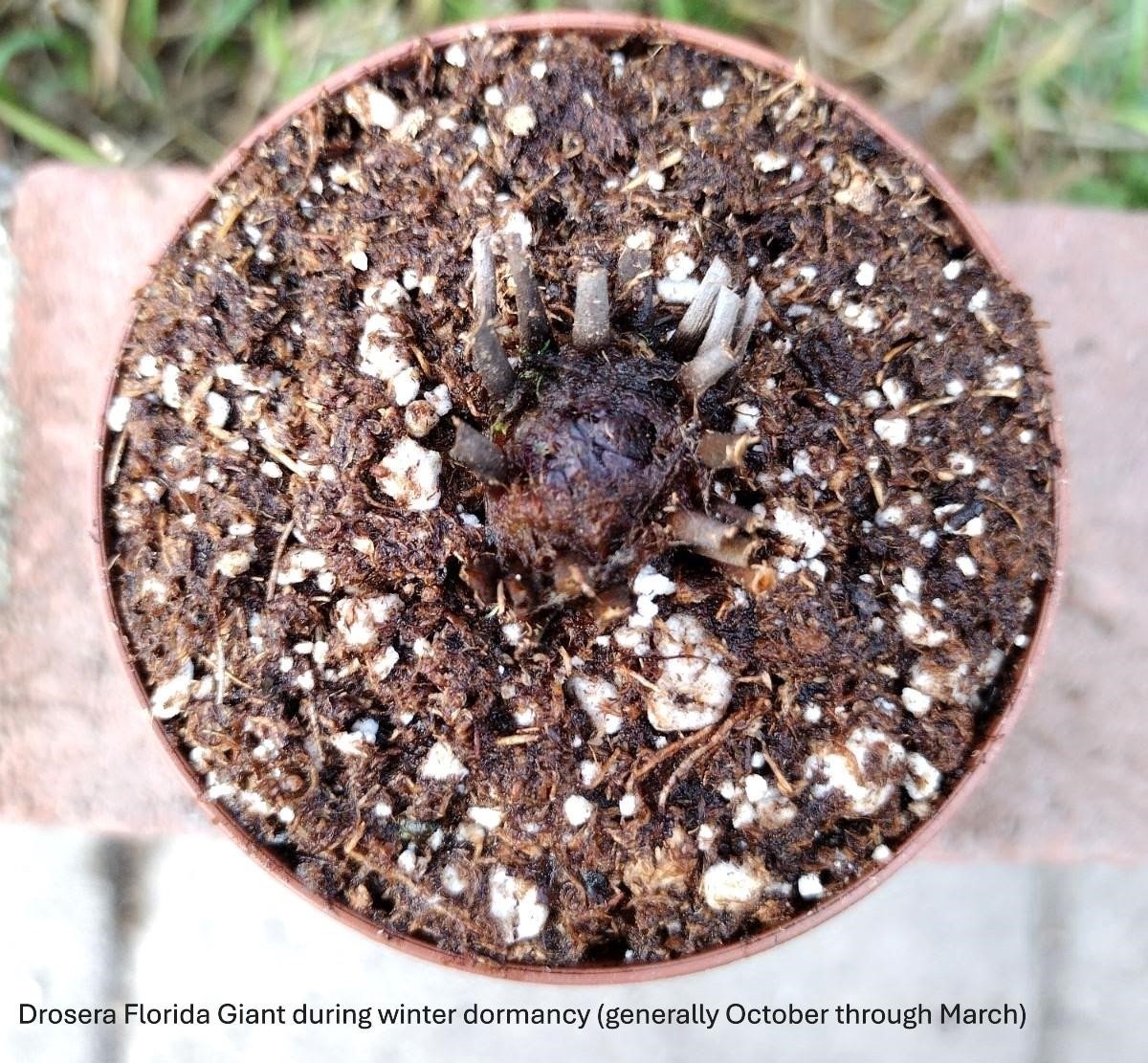 Live Carnivorous Plants – Drosera Florida Giant Sundew (large size)