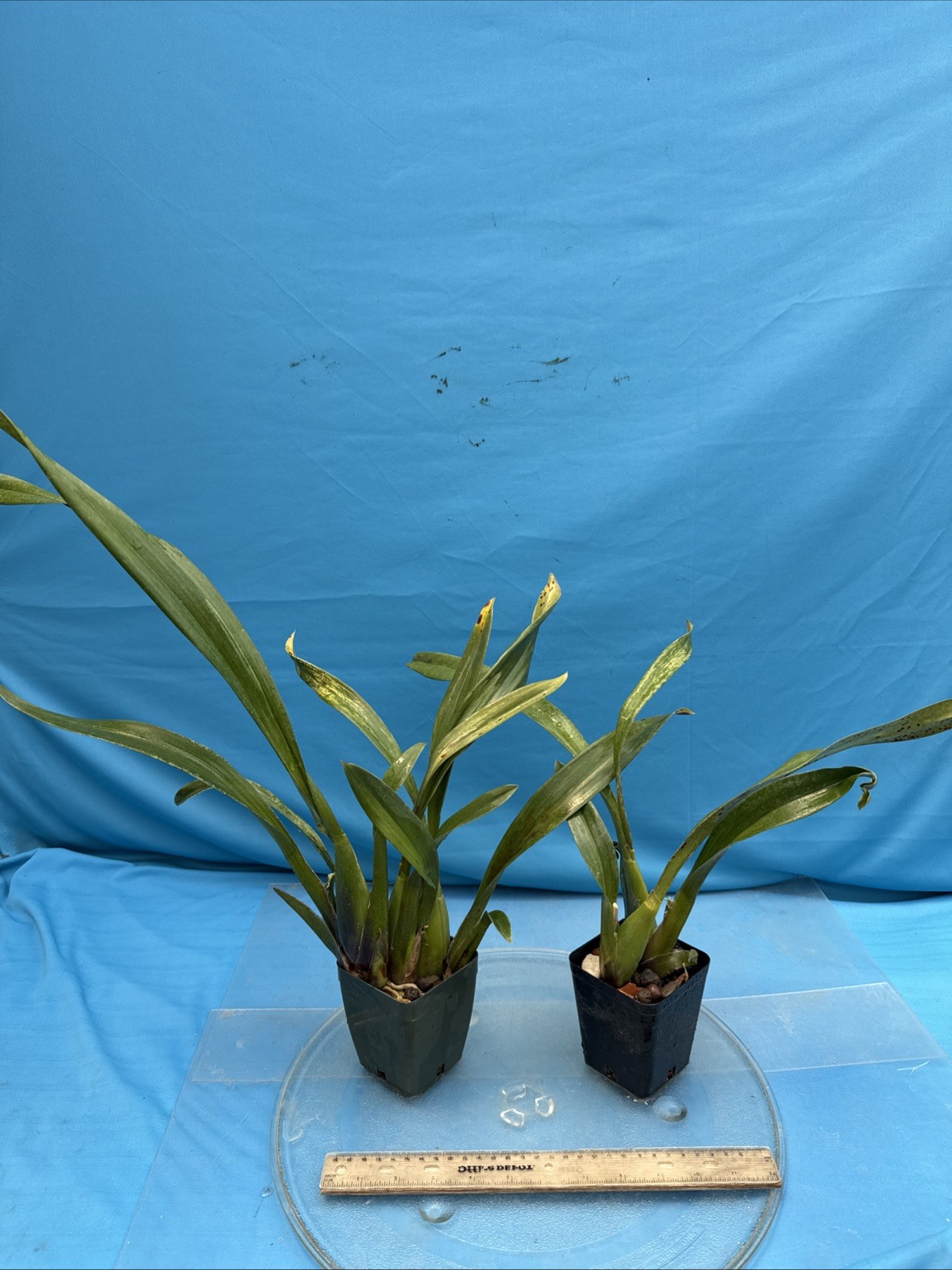 Brassada Memoria Bert Fields BS New Division Orange Spotted Orchid Hybrid 4” Pot