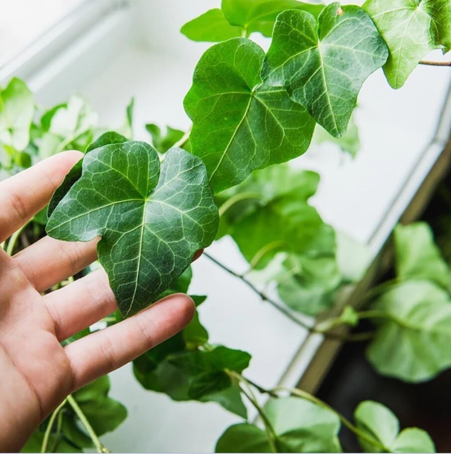 English Ivy Live Plant Indoor – 1 Pot with 2 Live Plants – 3 to 5 Inches Tall