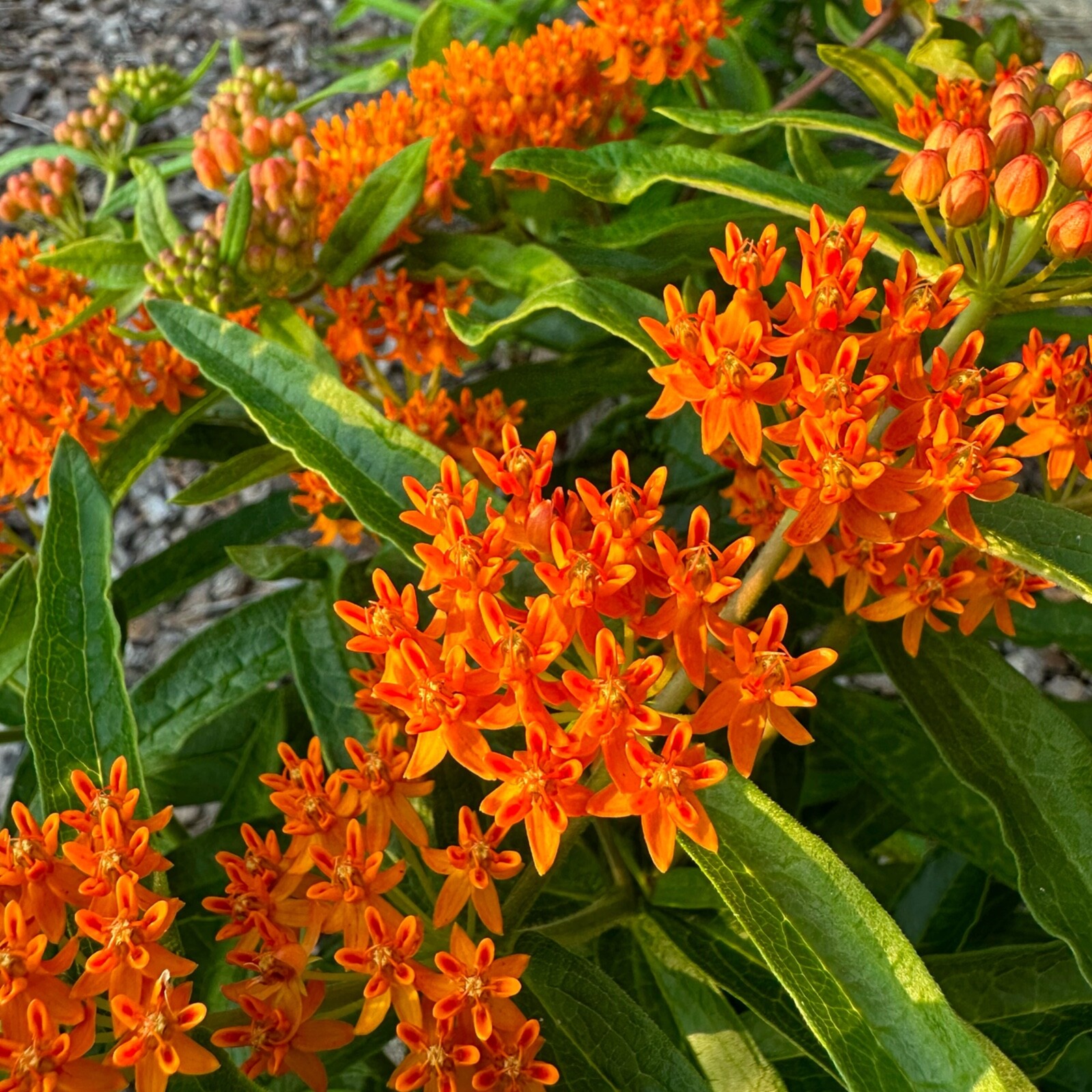 Asclepias tuberosa – Butterfly Weed – 30+ Seeds – Forsyth County, GA Ecotype