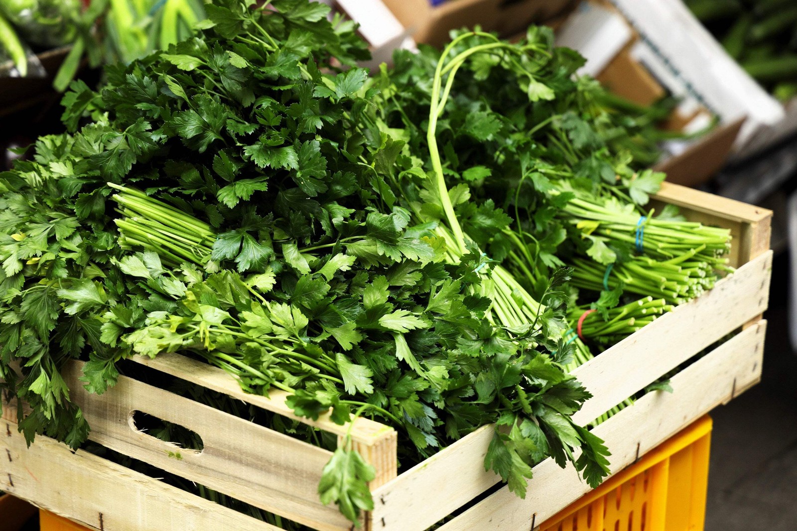 1000 GIANT ITALIAN FLAT LEAF PARSLEY Petroselinum Crispum Vegetable Herb Seeds