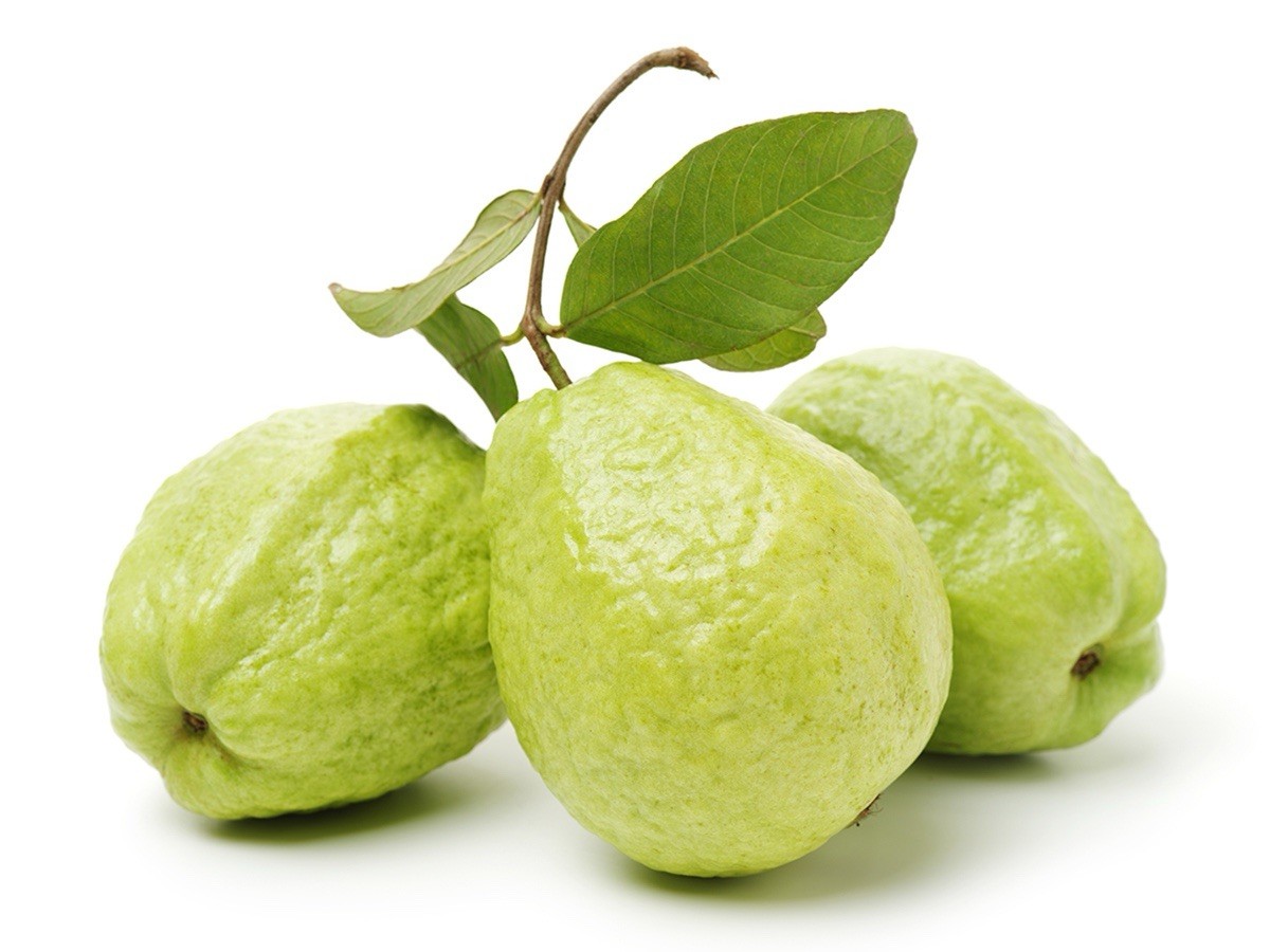 Guava Tree With Pot 10” White Tropical Live Plant Seedling Ready To Plant