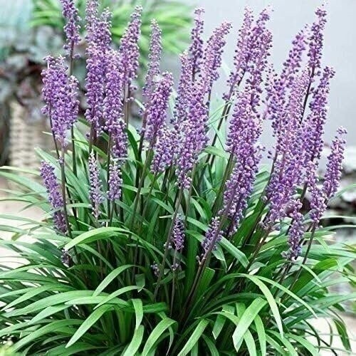 Liriope Big Blue | 2 Inch | Liriope muscari | Low Maintenance | Hardy Plant