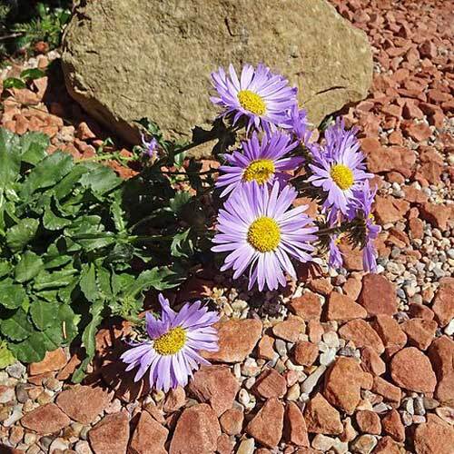 Machaeranthera bigelovii | Purple Tansy or Wild Aster | 100 Seeds