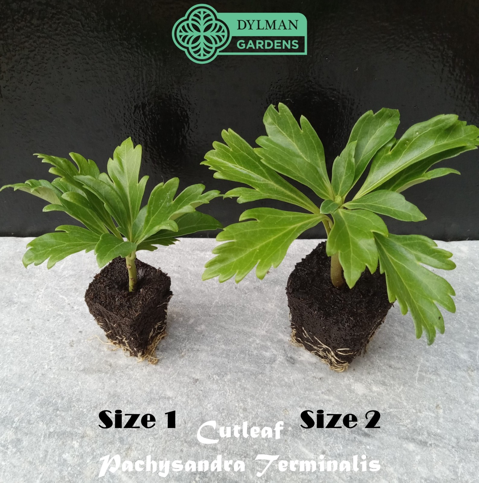 Cutleaf Japanese Spurge (Pachysandra terminalis ‘Cutleaf’) – Multiple Sizes