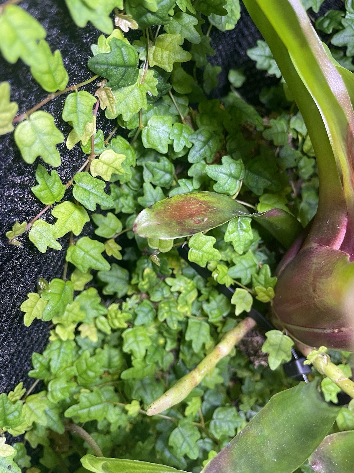 Oak Leaf Ficus String Of Frogs Ficus pumila quercifolia Ficus thunbergii Cutting