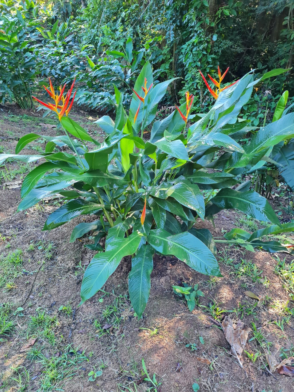 DWARF HELICONIA CARMASITA LIVE RHIZOME TROPICAL PLANT