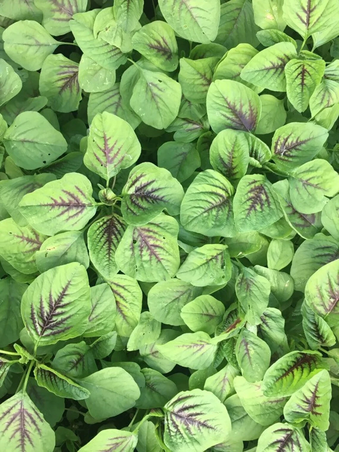 Red stripe Amaranth Seeds, Rau Den, Chinese Spinach seeds Yin Cho Callaloo