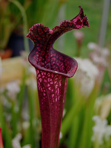 CARNIVOROUS PITCHER PLANT: Sarracenia leucophylla “Burgundy” SMALL