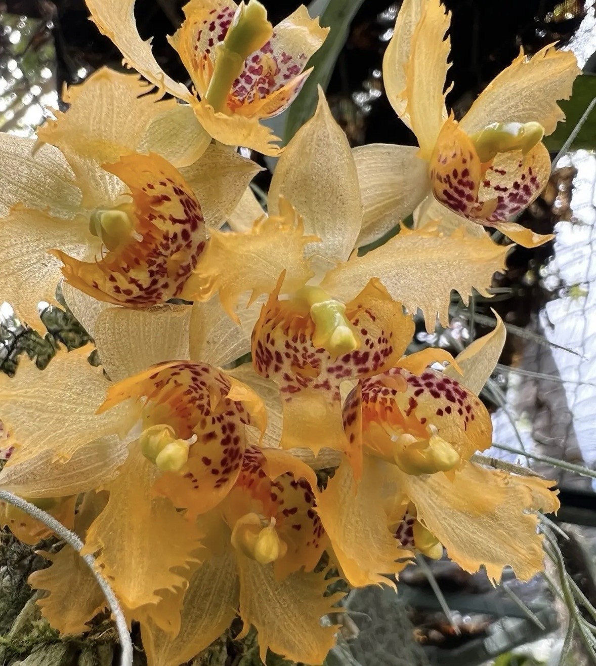 Sievekingia fimbriata XXL MANY SPIKES compact Orchid Species Stanhopea