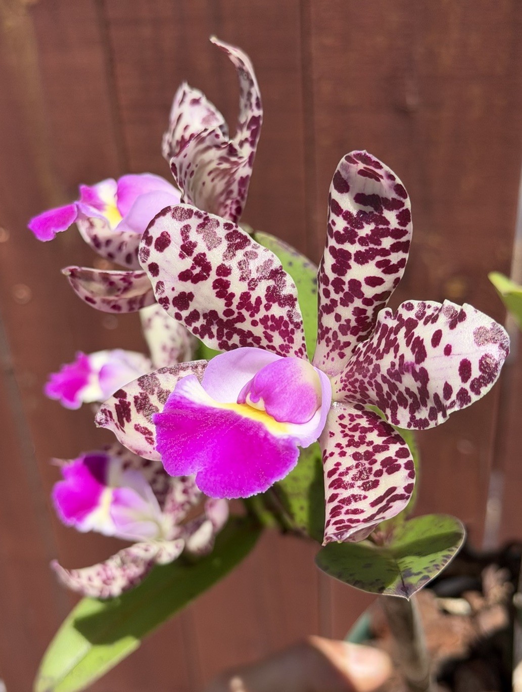 SVO Stud Collection Orchid: C. Summer Spot X C. Small World