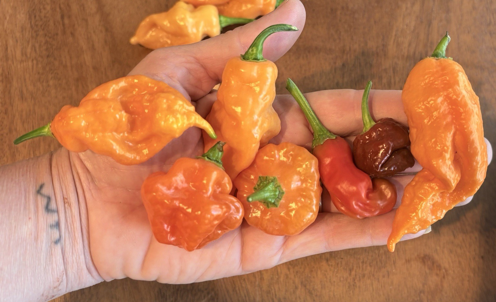 Green House Floor Hot Pepper Mix 16 Varieties 250+ Seeds