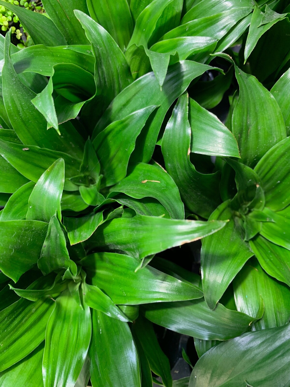 BUY 2 GET 1 FREE Janet Craig Pineapple Plant Dracaena Compacta Live House Plant