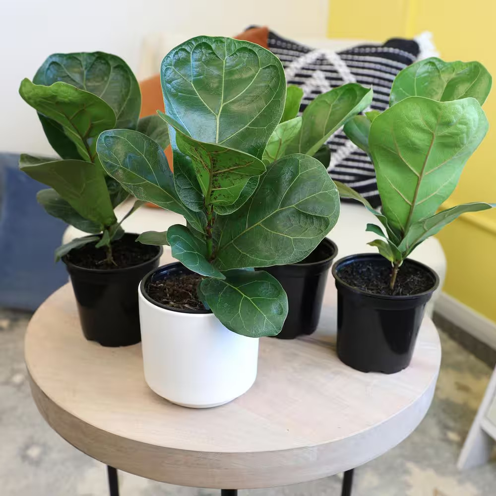 4.25 In. FICUS LYRATA – Fiddle Leaf Fig Houseplants (4-Pack)