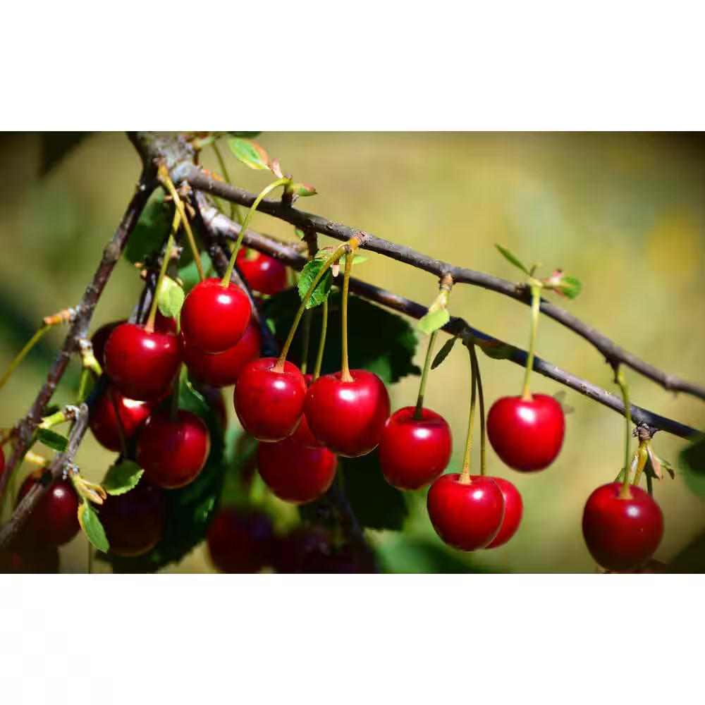 3 Ft. – 4 Ft. Tall Bare-Root Montmorency Pie Cherry Tree