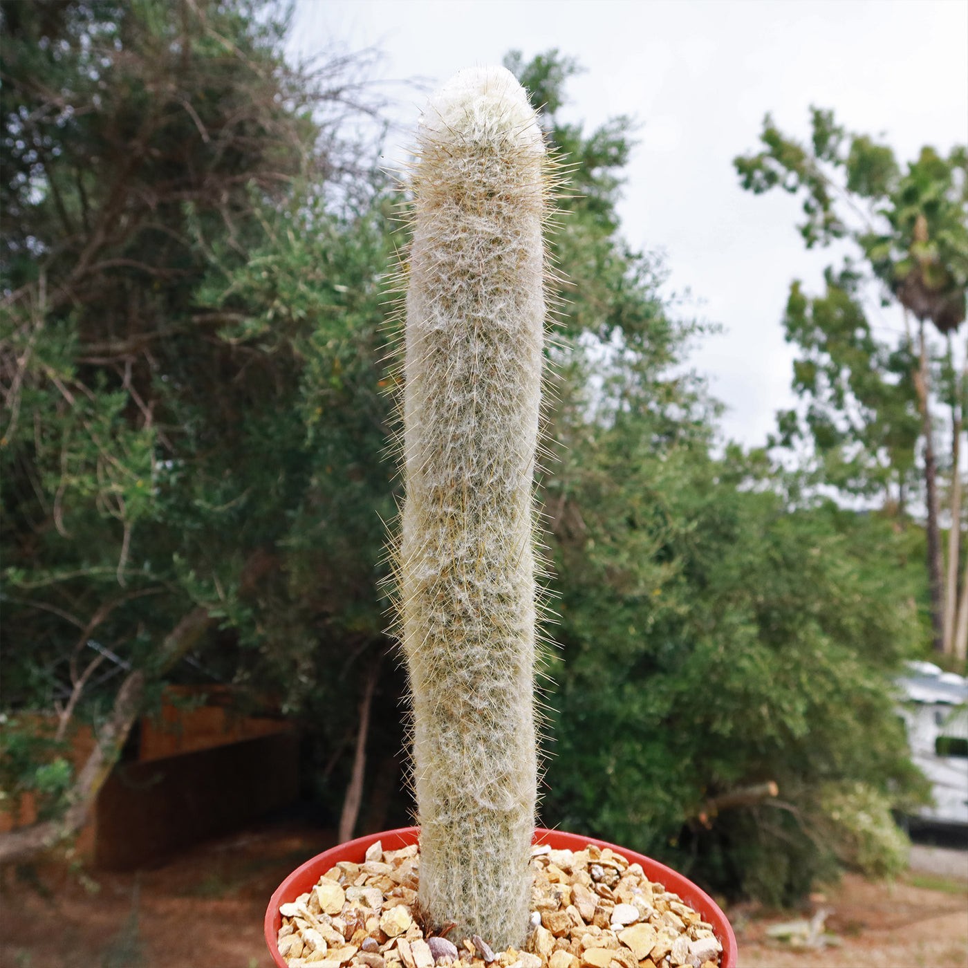 Espostoa Churinensis 8 Seeds Free Shipping!