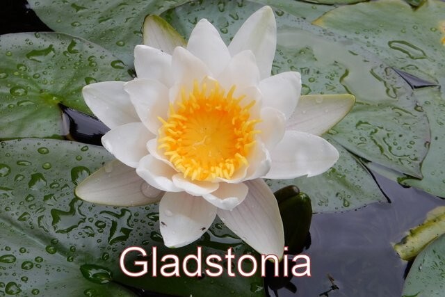 SUNFIRE water lily – hardy pond plant – FOR CHARITY – Nice tuber!