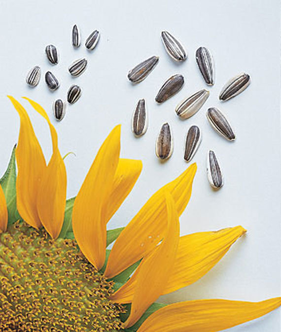 SUPER SNACK MIX SUNFLOWER SEEDS 4 YOUR GARDEN / GROWN SPECIFICALLY 4 HUGE MEATS!