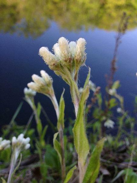 Antennaria plantaginifolia | Plantain Leaf | Ladies Tobacco | 1000 Seeds