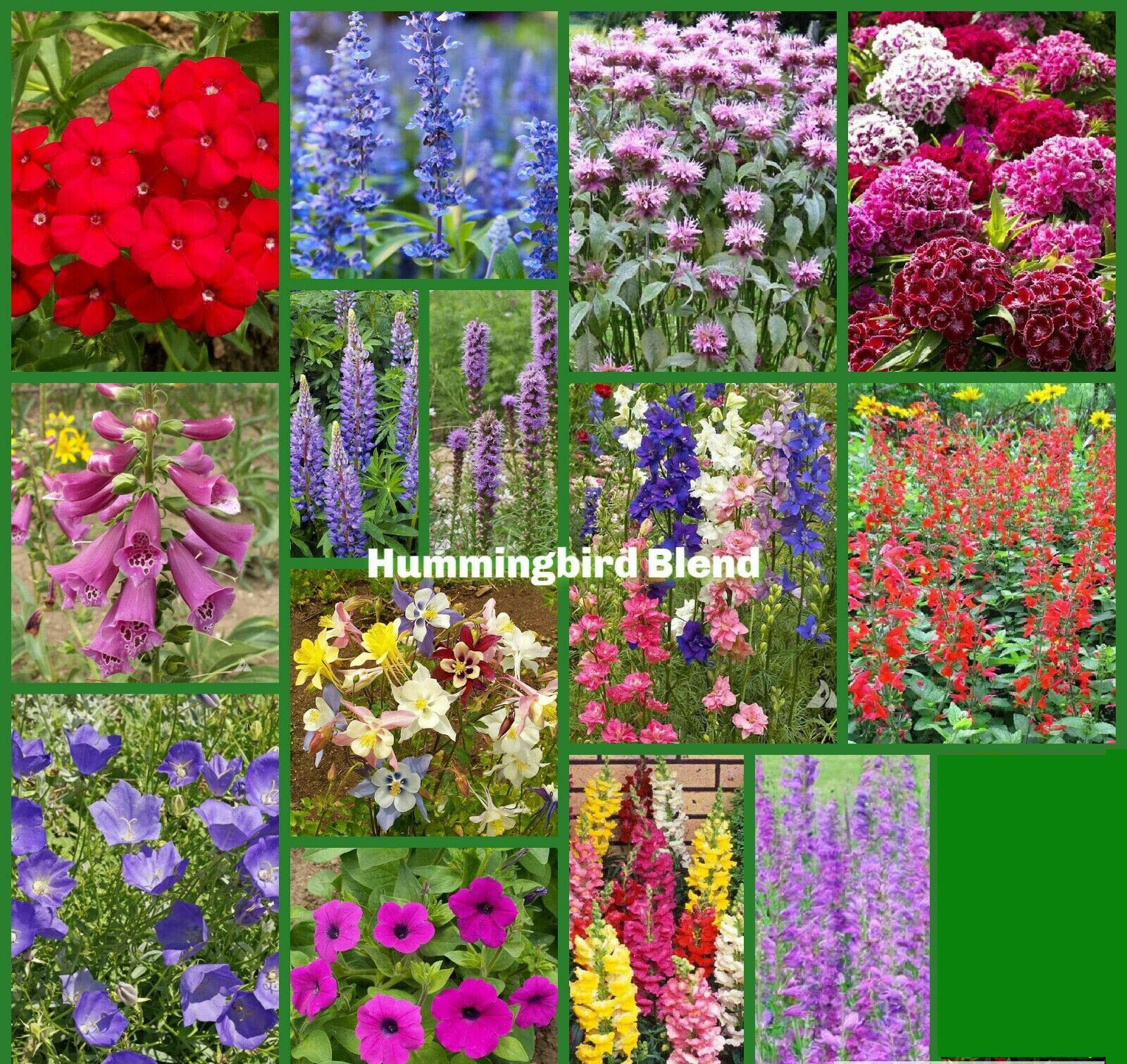 Wildflower Mix HUMMINGBIRD BLEND Perennials Annuals Heirloom Non-GMO 1500 Seeds