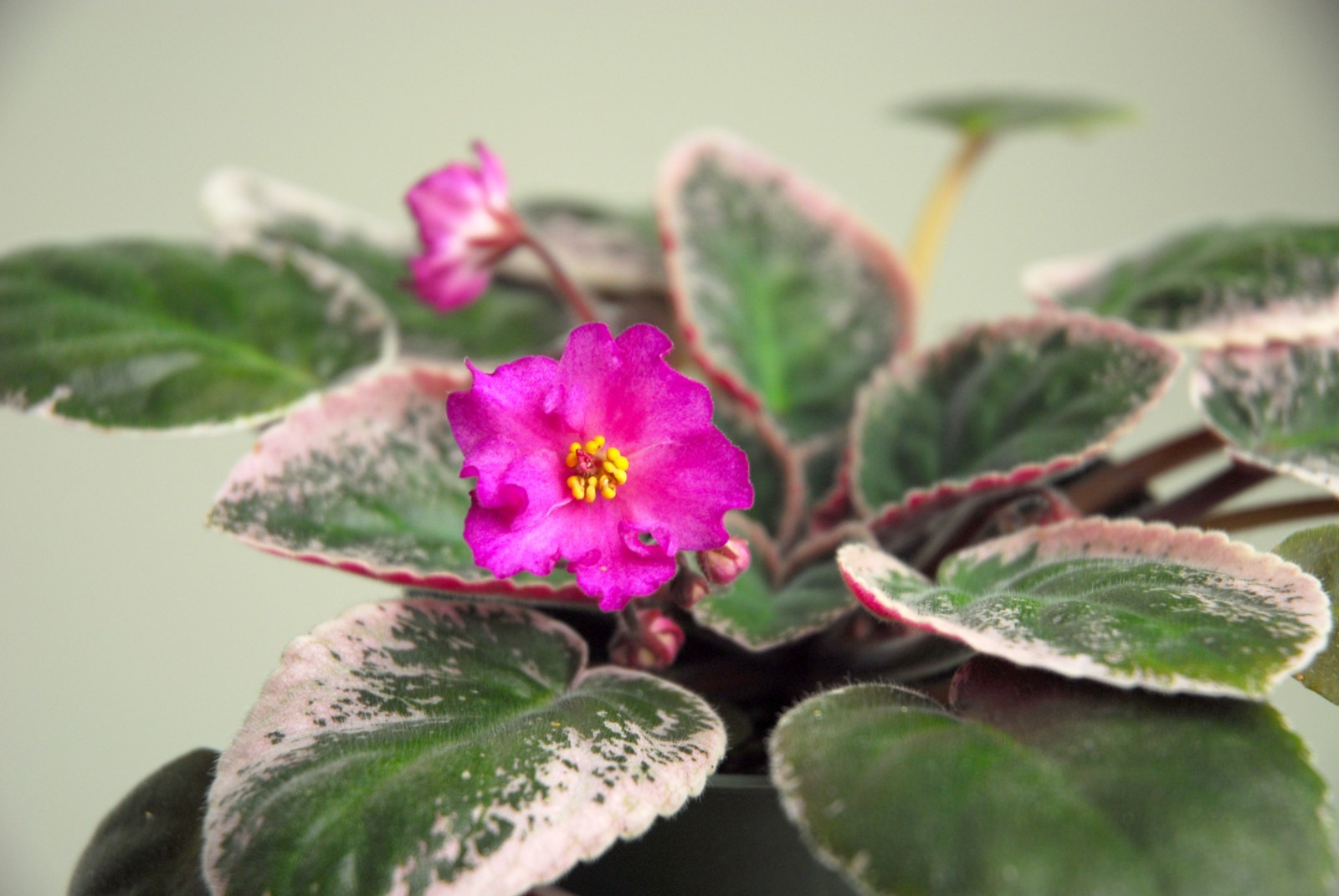 African Violet Plant Ma’s Jamaica Farewell Starter Plant Standard