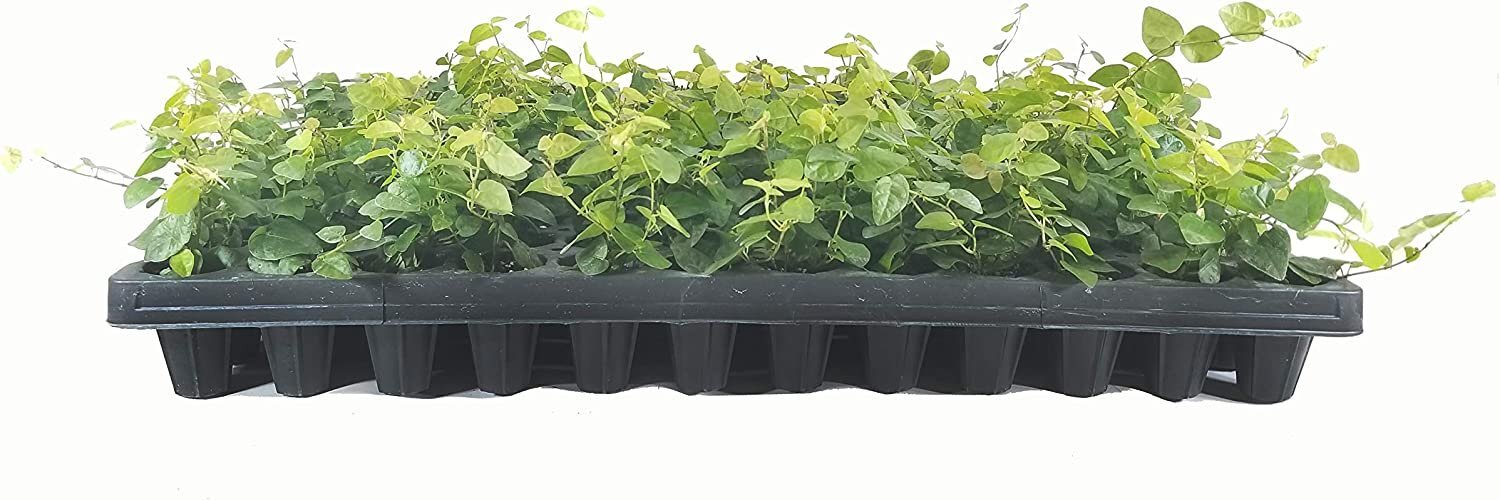 Creeping Fig Plant Ficus Pumila Climbing Vine – 30 Live Fully Rooted Plants