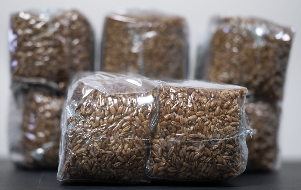 one pound sterilized rye grain bags with injection port mushroom substrate