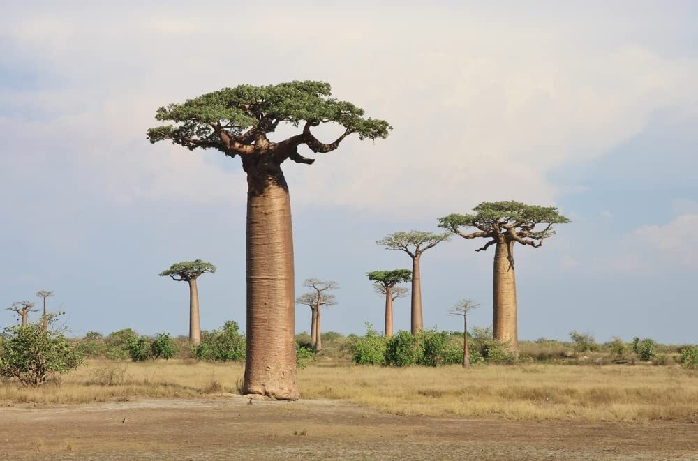 Baobab Bonsai Tree Seeds – 5 Seeds to Grow – Highly Prized Baobab Tree – Ships f