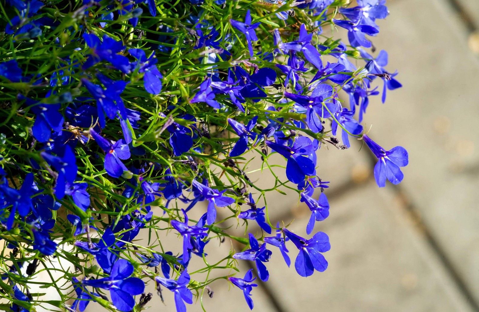 200 Electric Blue LOBELIA MONSOON Flower Seeds *Flat Shipping