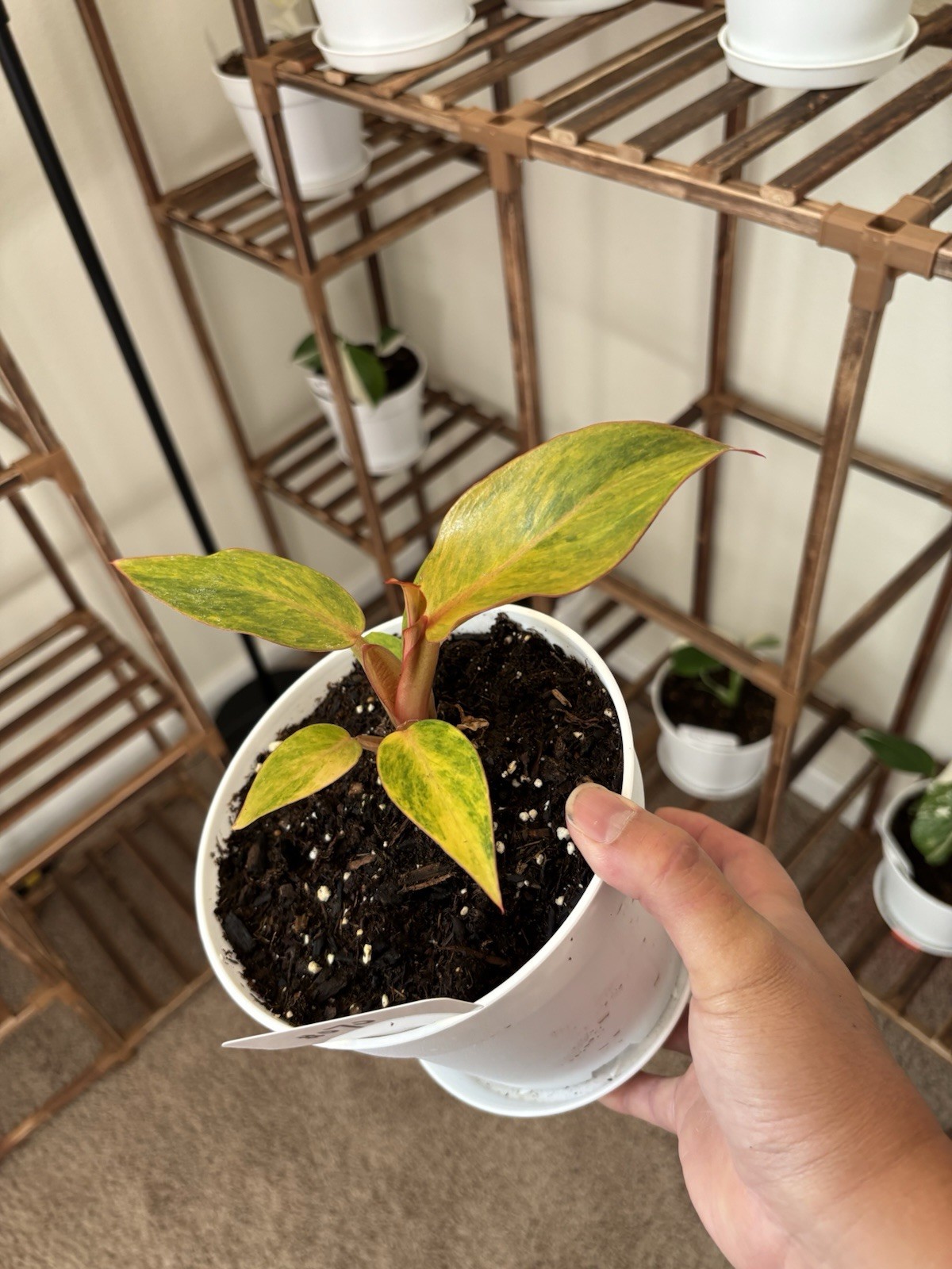 Philodendron Quadcolor Variegated 6″ Pot Rare Exact Plant #070