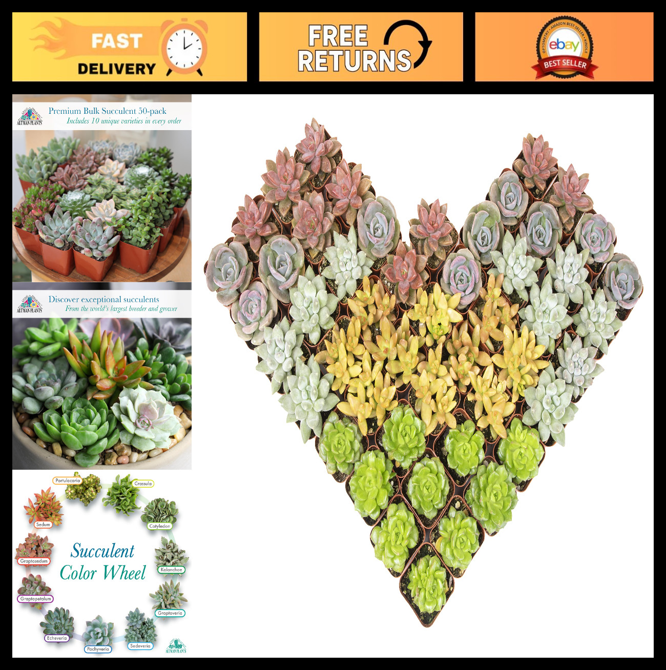 50 Pack Premium Bulk Succulent Plants – 5 Unique Live Varieties, Assorted Colors